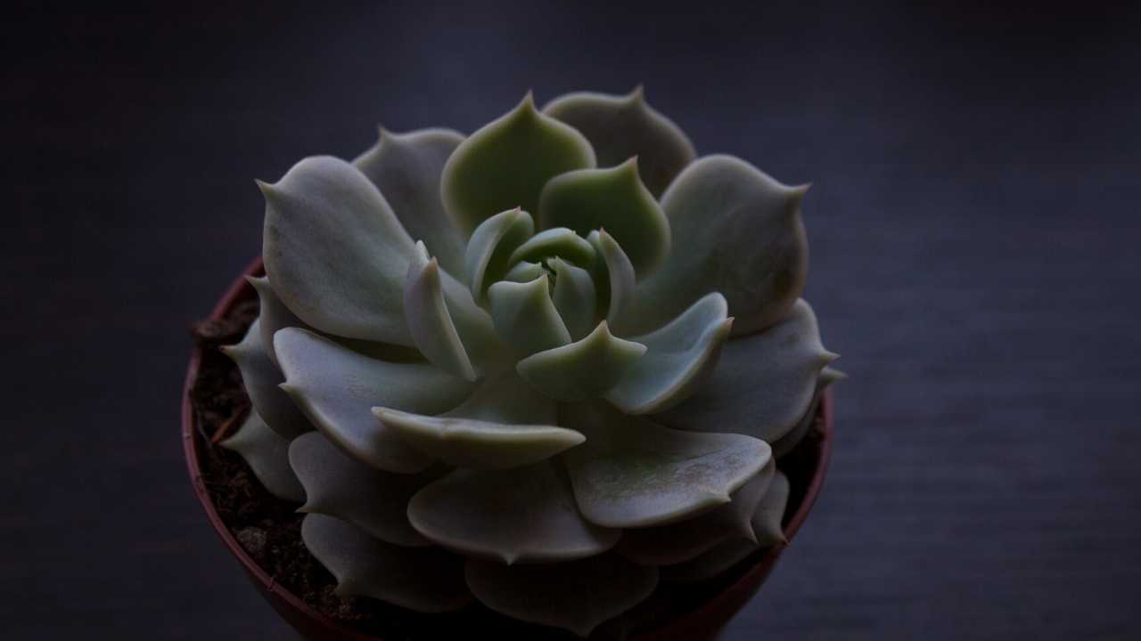 初心者 多肉植物の屋外での育て方 3つのポイント教えます トッポの身になる発信局